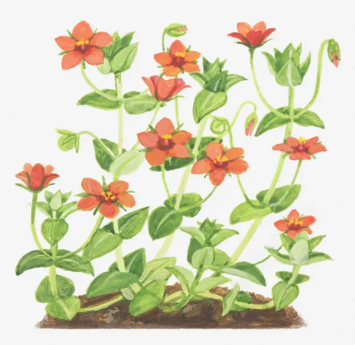 Framed Print : Dorling Kindersley Collection Framed Print : Dorling Kindersley Collection