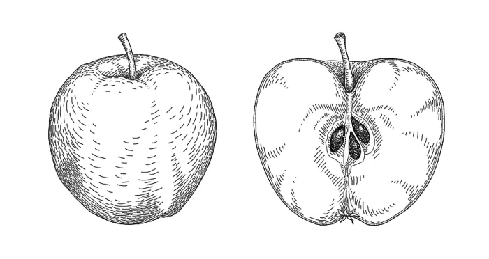 Framed Print : Apple. Dorling Kindersley Prints Framed Print : Apple. Dorling Kindersley Prints