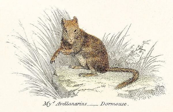 Dormouse engraving 1803