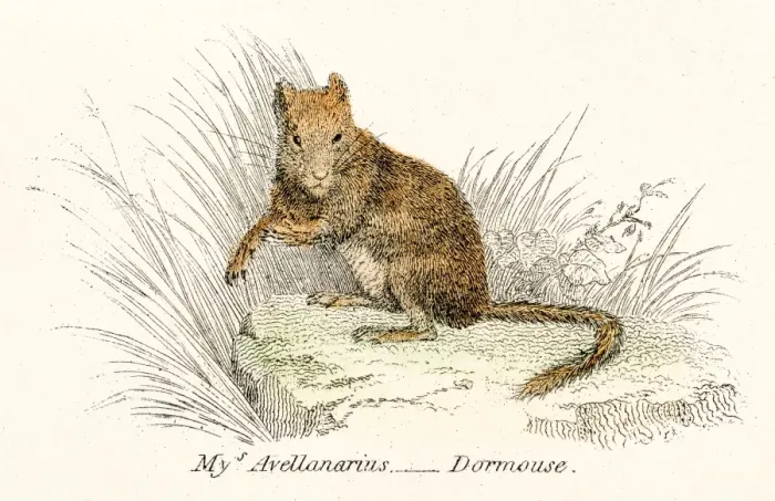 Framed Print : Dormouse engraving 1803 Framed Print : Dormouse engraving 1803