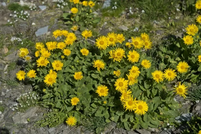 Framed Print : Doronicum -Doronicum grandiflorum-, Canton of Valais, Switzerland Framed Print : Doronicum -Doronicum grandiflorum-, Canton of Valais, Switzerland