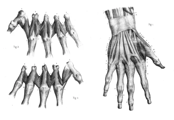 Framed Print : Dorsal region of hand engraving 1866