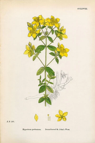 Dotted-leaved St. Johnas Wort, Hypericum perforatum, Victorian Botanical Illustration, 1863