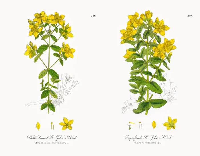 Framed Print : Dotted-leaved St. Johnas Wort, Hypericum perforatum, Victorian Botanical Illustration, 1863 Framed Print : Dotted-leaved St. Johnas Wort, Hypericum perforatum, Victorian Botanical Illustration, 1863