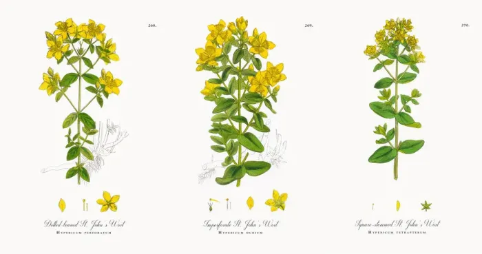 Framed Print : Dotted-leaved St. Johnas Wort, Hypericum perforatum, Victorian Botanical Illustration, 1863 Framed Print : Dotted-leaved St. Johnas Wort, Hypericum perforatum, Victorian Botanical Illustration, 1863