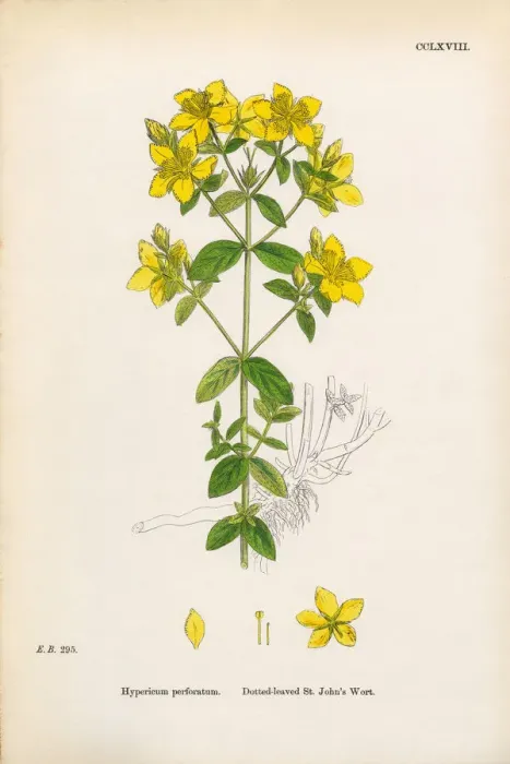 Framed Print : Dotted-leaved St. Johnas Wort, Hypericum perforatum, Victorian Botanical Illustration, 1863 Framed Print : Dotted-leaved St. Johnas Wort, Hypericum perforatum, Victorian Botanical Illustration, 1863