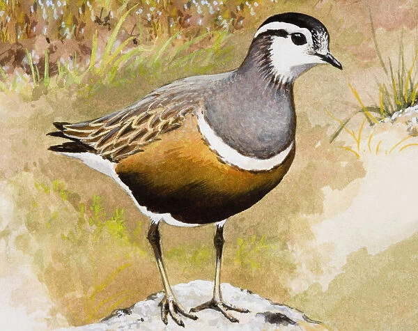 Dotterel (Charadrius morinellus), standing, side view