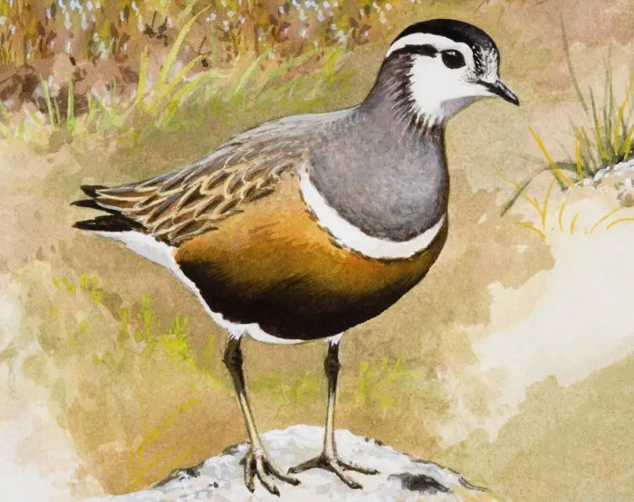 Framed Print : Dotterel (Charadrius morinellus), standing, side view Framed Print : Dotterel (Charadrius morinellus), standing, side view