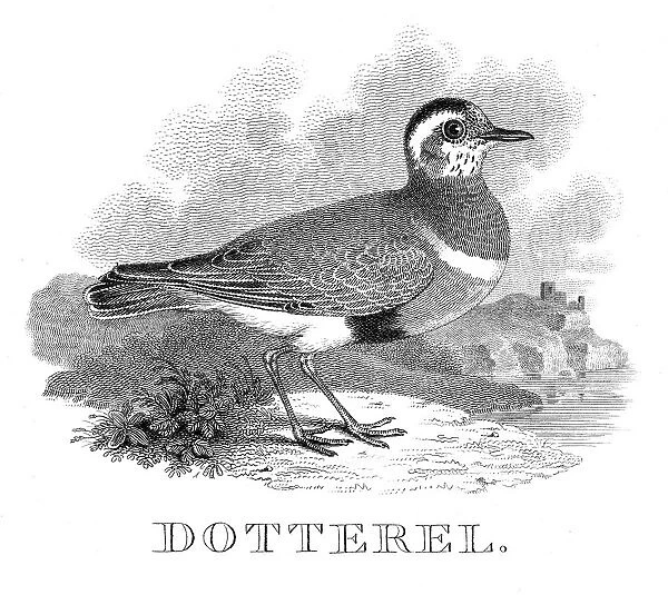 Dotterel engraving 1812