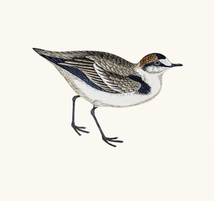 Framed Print : Dotterel plover bird Framed Print : Dotterel plover bird