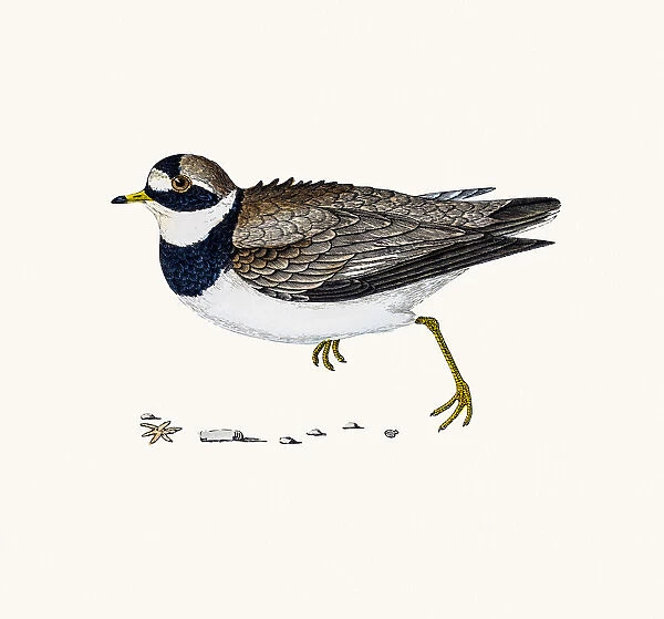 Dotterel plover bird