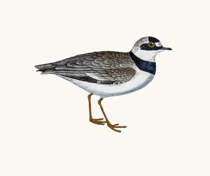 Framed Print : Dotterel plover bird Framed Print : Dotterel plover bird