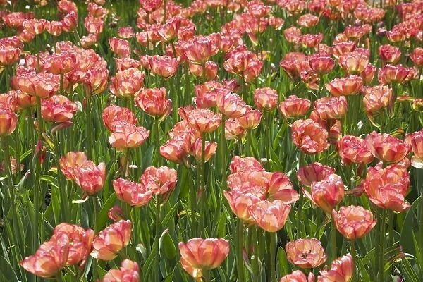 Double bowl-shaped pink and red Tulips -Tulipa-, Ottawa Tulip Festival, Ottawa, Ontario, Canada