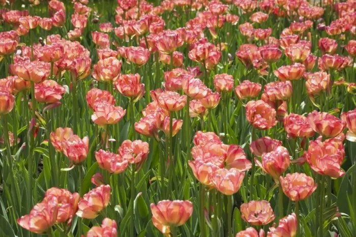 Framed Print : Double bowl-shaped pink and red Tulips -Tulipa-, Ottawa Tulip Festival, Ottawa, Ontario, Canada Framed Print : Double bowl-shaped pink and red Tulips -Tulipa-, Ottawa Tulip Festival, Ottawa, Ontario, Canada