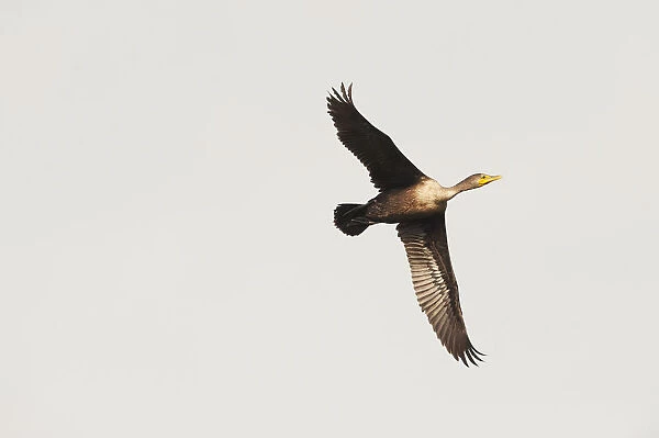 Double crested cormorant in flight