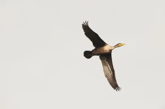 Framed Print : Double crested cormorant in flight