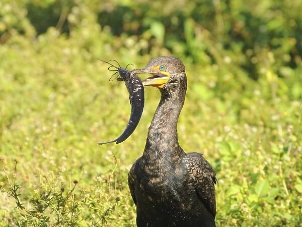 Double-crested cormorant, Phalacrocorax auritus, with freshly caught walking catfish, Clarias batrachus, for lunch. Everglades National Park, Florida, USA. UNESCO World Heritage Site (Biosphere Reserve)