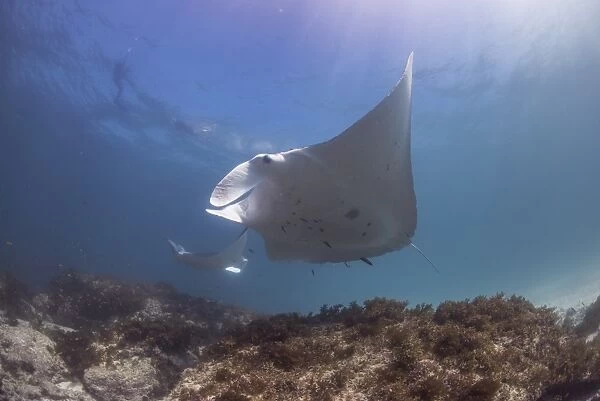 Double manta outer reef