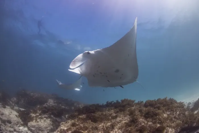 Framed Print : Double manta outer reef