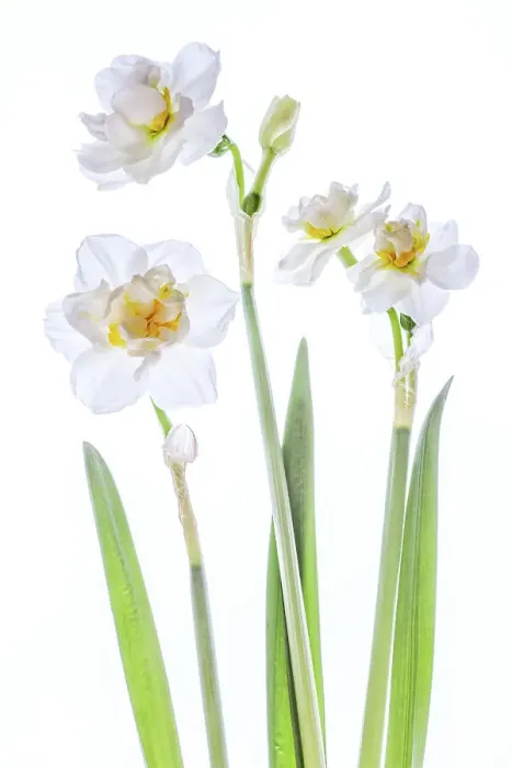 Framed Print : Double Narcissus Framed Print : Double Narcissus
