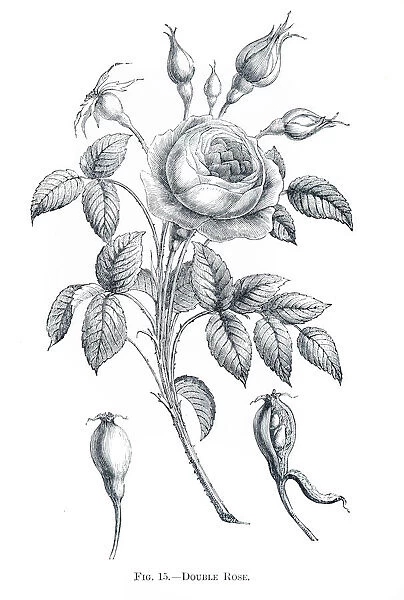 Double rose engraving 1898
