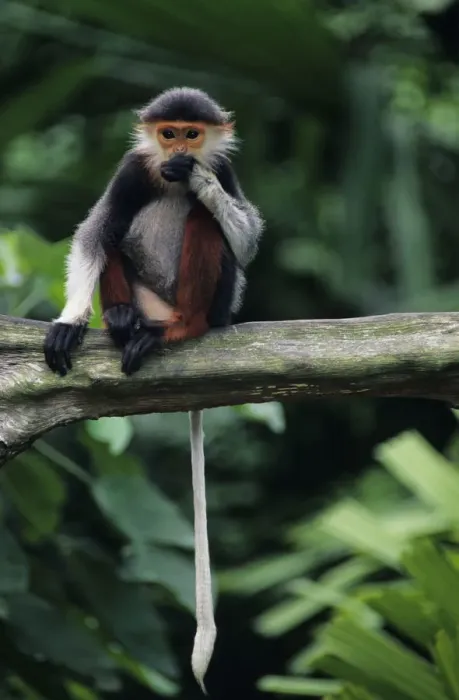 Framed Print : Douc langur (Pygathrix nemaeus) sitting on branch, eating Framed Print : Douc langur (Pygathrix nemaeus) sitting on branch, eating