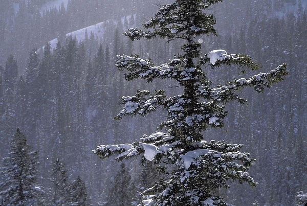 Douglas fir (Pseudotsuga menziesii) against snowy forest, Bear River Range, Uinta-Wasatch-Cache National Forest, Utah, USA