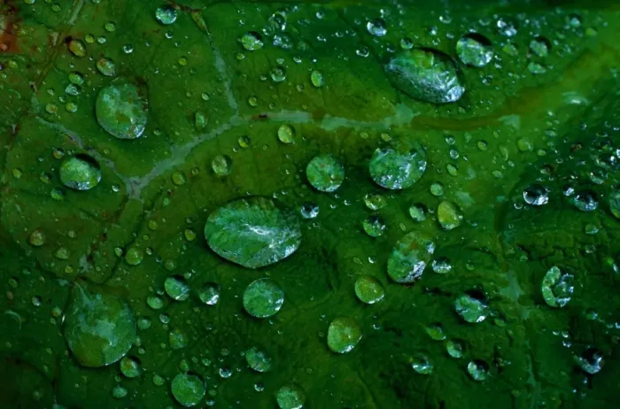 Framed Print : Douglas Island, Alaska, USA. Pattern of raindrops on large leaf, summer Framed Print : Douglas Island, Alaska, USA. Pattern of raindrops on large leaf, summer