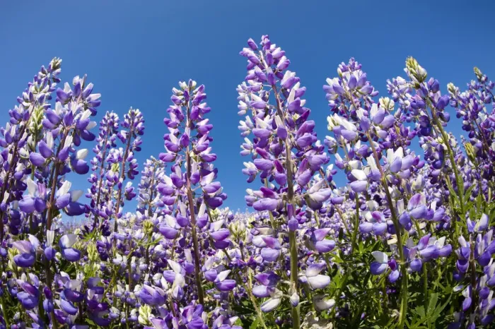 Framed Print : Douglas lupine field (Lupinus nanus) Framed Print : Douglas lupine field (Lupinus nanus)