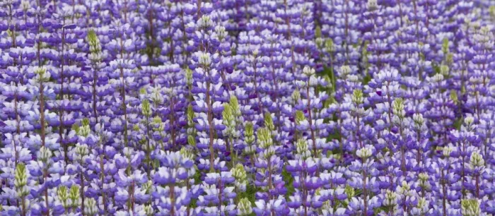 Framed Print : Douglas lupine field (Lupinus nanus) Framed Print : Douglas lupine field (Lupinus nanus)