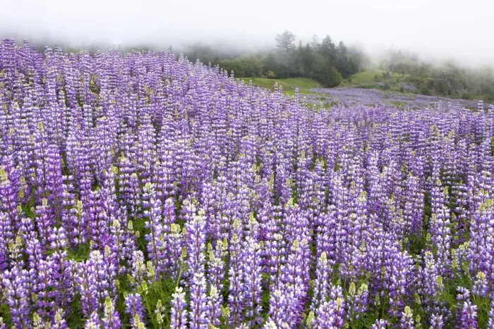 Framed Print : Douglas lupine (Lupinus nanus), California, USA Framed Print : Douglas lupine (Lupinus nanus), California, USA