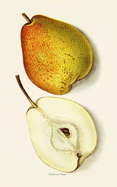 Douglas pear illustration 1892