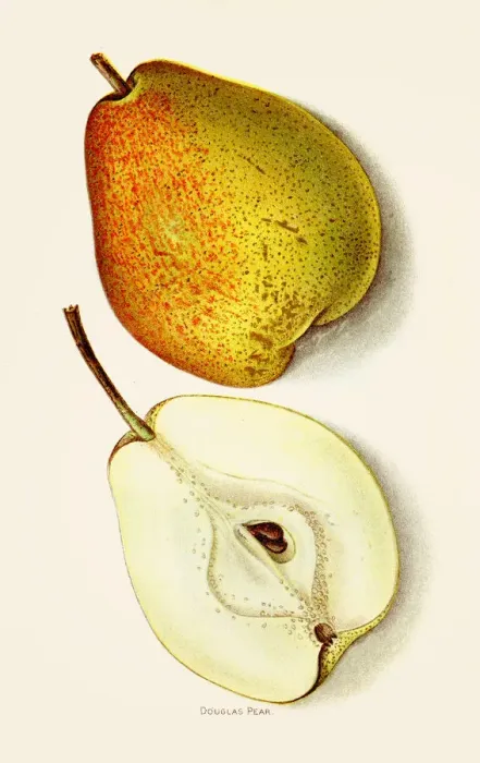 Framed Print : Douglas pear illustration 1892 Framed Print : Douglas pear illustration 1892