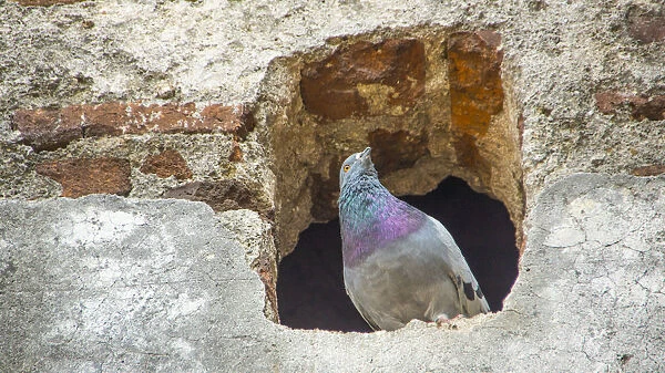 A dove who made his home in the ruins of St. Agustin Church in Antigua Guatemala
