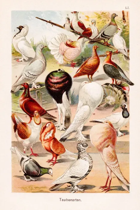 Framed Print : Doves and Pigeons Chromolithography 1899