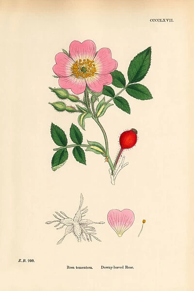 Downey-leaved Rose, Rosa tomentosa, Victorian Botanical Illustration, 1863
