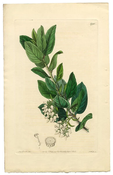 Downy Bearberry, Bearberry, Arctostaphylos tomentosa Victorian Botanical Illustration, 1835