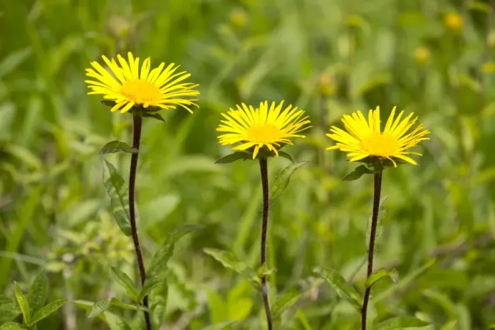 Framed Print : Downy Elecampane -Inula hirta-, flowering, Thuringia, Germany Framed Print : Downy Elecampane -Inula hirta-, flowering, Thuringia, Germany