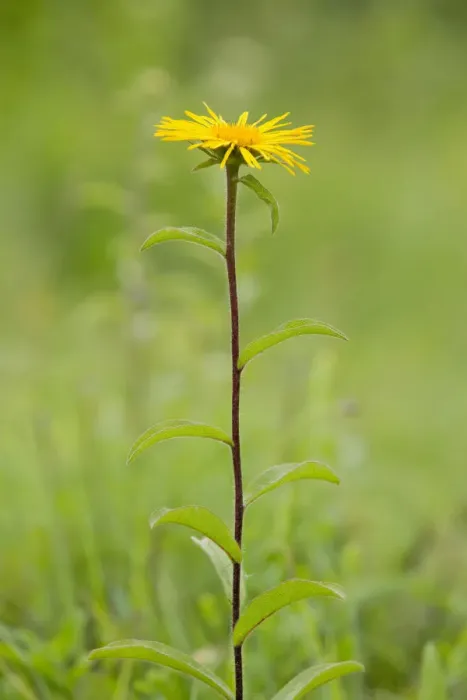 Framed Print : Downy Elecampane -Inula hirta-, flowering, Thuringia, Germany Framed Print : Downy Elecampane -Inula hirta-, flowering, Thuringia, Germany