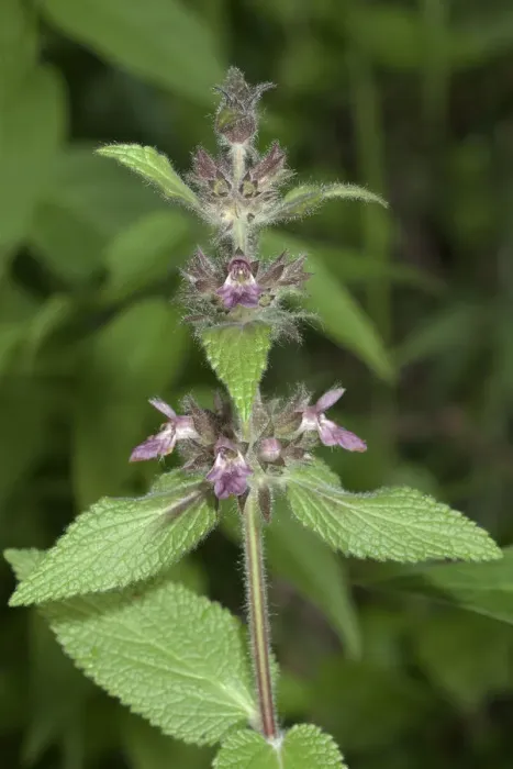 Framed Print : Downy Woundwort -Stachys germanica-, Neresheim, Baden-Wuerttemberg, Germany, Europe Framed Print : Downy Woundwort -Stachys germanica-, Neresheim, Baden-Wuerttemberg, Germany, Europe