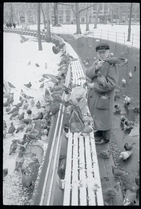 Framed Print : Dr. Dolittle Feeding Pigeons Framed Print : Dr. Dolittle Feeding Pigeons