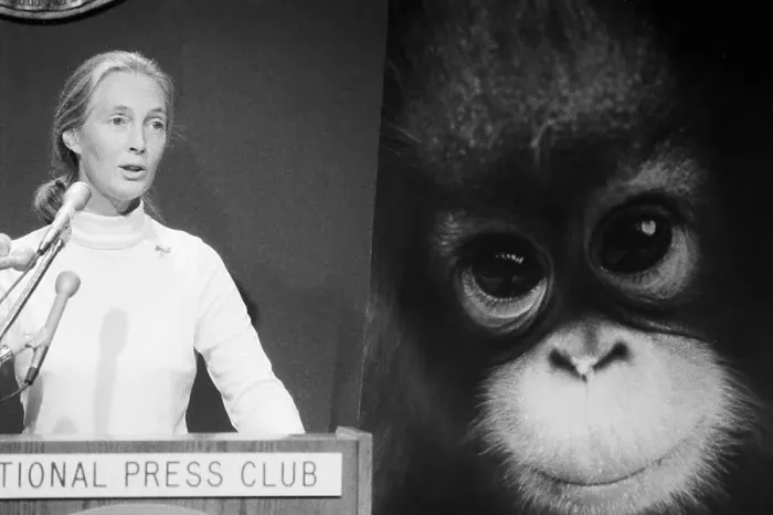 Framed Print : Dr. Jane Goodall with Chimpanzee Poster Framed Print : Dr. Jane Goodall with Chimpanzee Poster