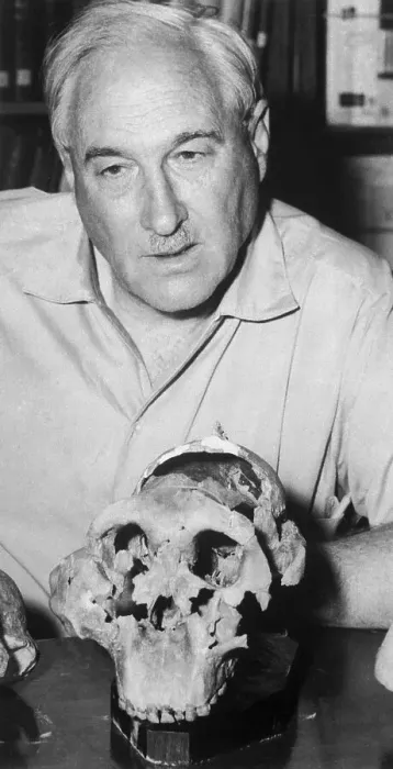 Framed Print : Dr. L.S.B. Leakey Examining Ancient Human Skull Framed Print : Dr. L.S.B. Leakey Examining Ancient Human Skull