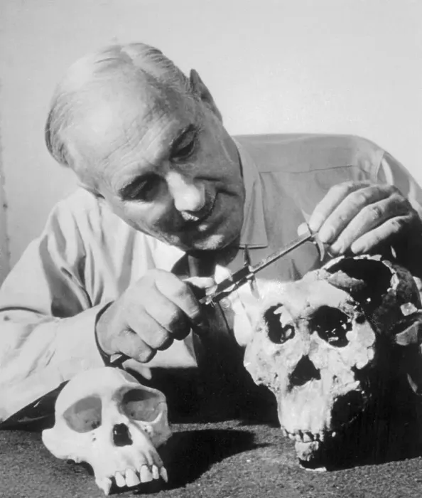 Framed Print : Dr. L.S.B. Leakey Examining Ancient Skull Framed Print : Dr. L.S.B. Leakey Examining Ancient Skull