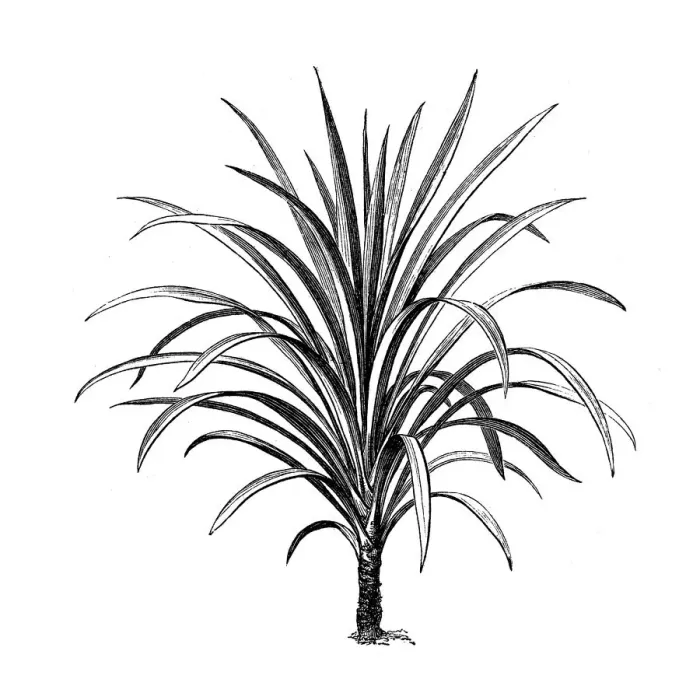 Framed Print : Dracaena nutans Framed Print : Dracaena nutans