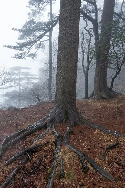 dragon claw pine. Huangshan (Yellow Mountains), Eastern China