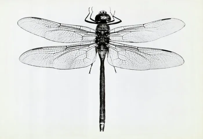 Framed Print : Dragon Fly