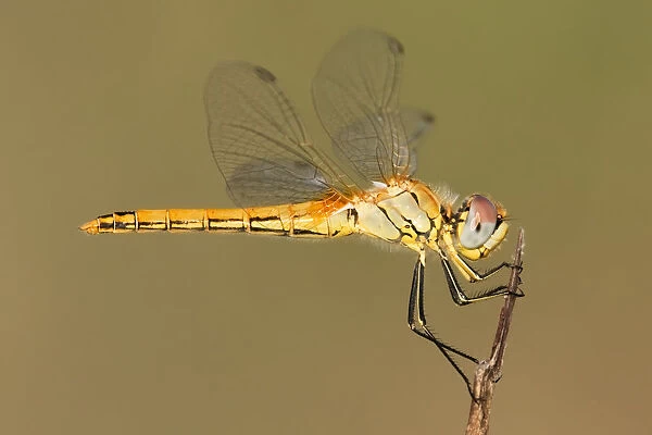 Dragonfly. Yellow dragonfly close up, precise focus on head and body. Varese, Italy
