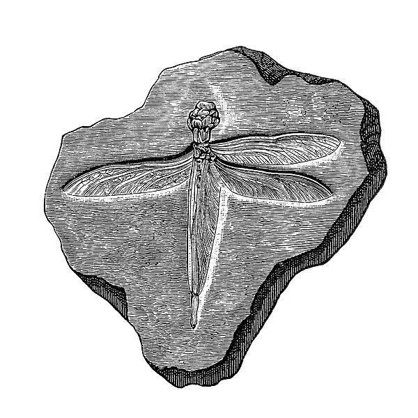 Dragonfly. Antique illustration of a Dragonfly fossil