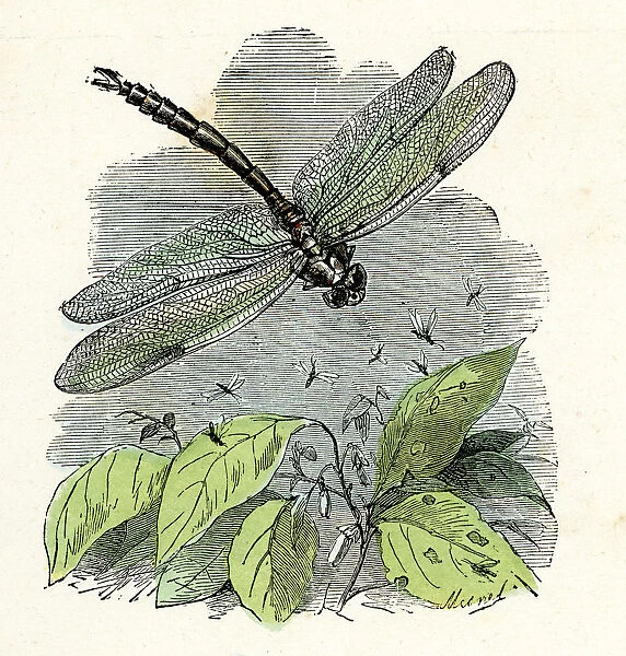 Dragonfly. Victorian vintage engraving of a dragonfly, France, 1875